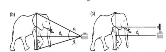 数字摄影测量技术首次被应用于测量大象的身高，随后被应用于长颈鹿的测量，图片来自ingentaconnect.com