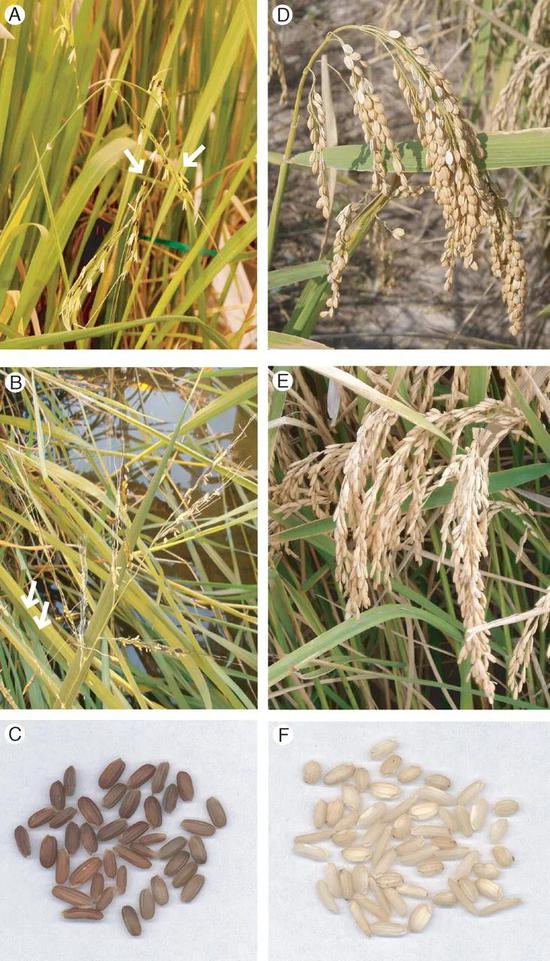 图3 水稻及其野生祖先的对比。A、B、C为野生稻的植株和种子，D和E分别为粳稻和籼稻，F为水稻的种子。（引自Sweeney和McCouch 2007年发表的文章）