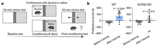 ▲酒精通过ACCS2影响了小鼠对空间的偏好（图片来源：参考资料[1]）