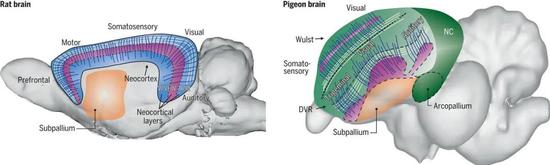 小鼠（左）和鸽子（右）的脑中都显示出径向和切向的神经纤维结构