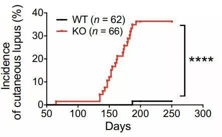 ▲敲除PD-1H的雌性小鼠发展出与红斑狼疮类似的皮肤损伤症状（图片来源：参考资料[1]）