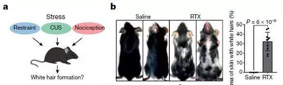 ▲测试的三种应激源都会促使小鼠体毛变白，其中以身体压力（注射辣椒素类似物RTX导致疼痛）引起的效果最快、最强（图片来源：参考资料[1]）