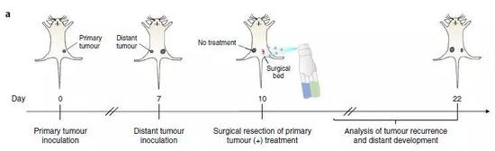  ▲在癌症转移的小鼠模型中，在手术切除部位（右侧）用凝胶处理后，远端的肿瘤（左侧）生长也得到了控制（图片来源：参考资料[1]）
