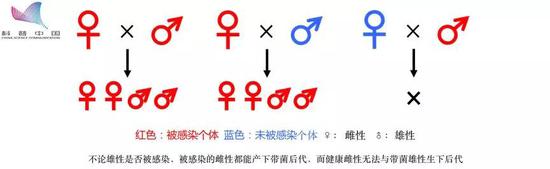 澳洲大规模灭蚊实验大获成功,背后功臣竟是神秘细菌 细胞质不相容策略
