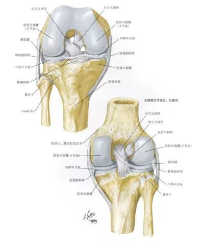 图3 膝关节骨与韧带示意图图片来源：奈特人体解剖学图谱