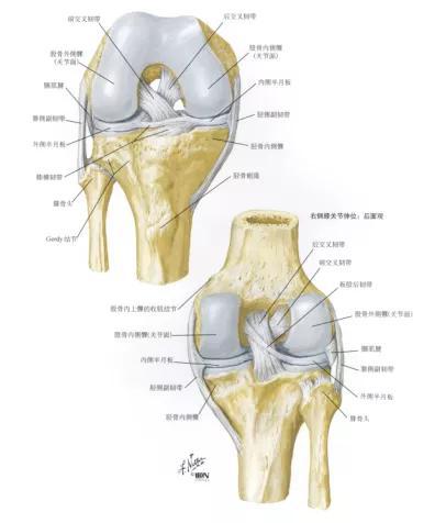 外侧膝状体解剖图图片