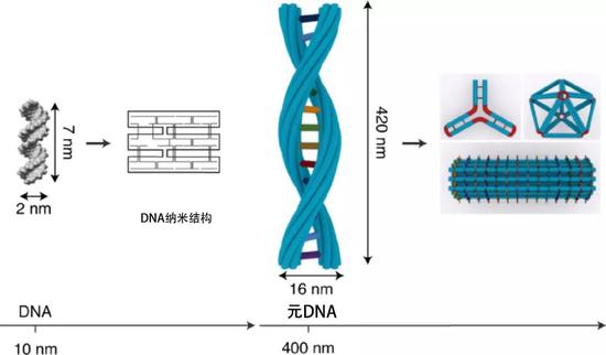 元DNA结构，每一条单链其实有6束DNA。（引自Yao等）