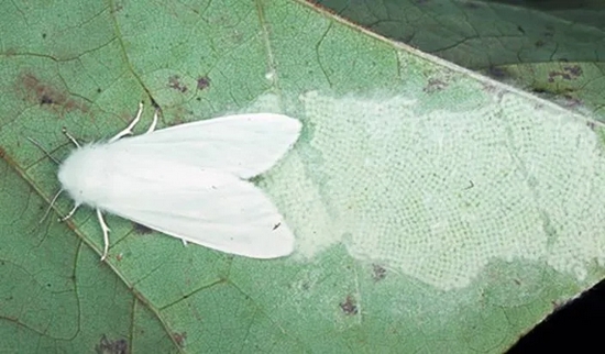 在叶子下大量产卵的成年美国白蛾。