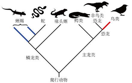 图3。 爬行动物演化关系简图