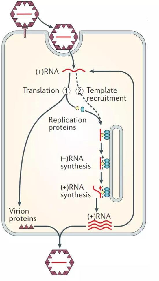 正义单链RNA病毒侵染细胞并复制的过程（图片来源：Nature Reviews， 2006，4：371-82）