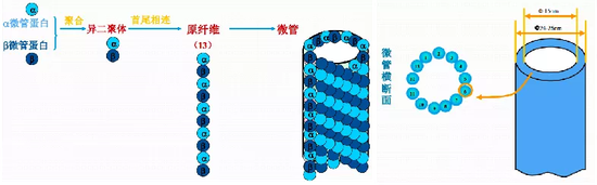 由α/β异二聚体微管蛋白构成的微管 　　（图片来源：浙江大学医学院干细胞与组织中心网络教育信息化平台）