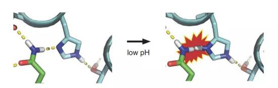 ▲组氨酸是蛋白“变形”的关键（图片来源：参考资料[1]）