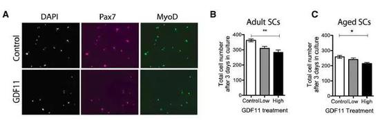 GDF11在成年和年老小鼠中限制了卫星细胞的扩增|参考文献[11]