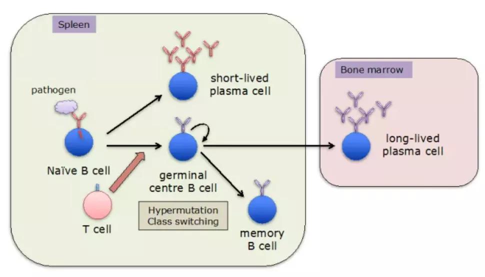 记忆B细胞的生成过程