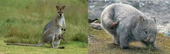 袋鼠和袋熊属于后兽类（图片来源于网络）