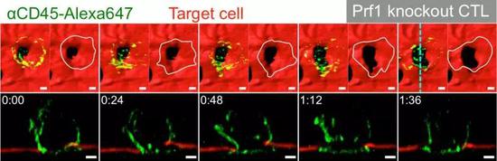 之前CTL細(xì)胞扒拉靶細(xì)胞的細(xì)胞膜，莫非是在“叩開牙關(guān)”