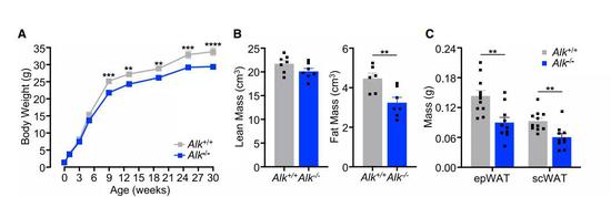  ▲敲除了ALK基因的小鼠（蓝色），其体重更轻（图片来源：参考资料[1]）