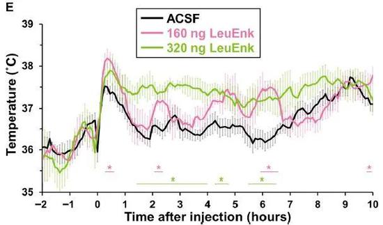 直接注入外源性亮氨酸脑啡肽（LeuEnk）引起了小鼠的体温变化