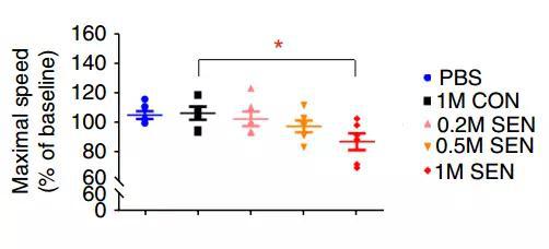 最大步行速度下降　红：移植衰老细胞1×106个，黄：移植衰老细胞0.5×106个，粉：移植衰老细胞0.2×106个，黑：移植正常细胞1×106个，蓝：注射PBS的对照组