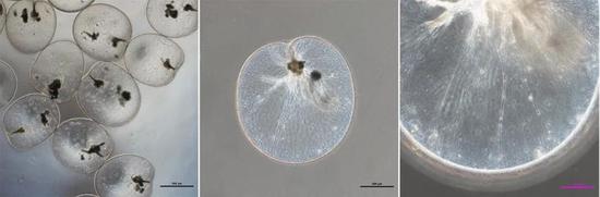 图4 显微镜下的夜光藻