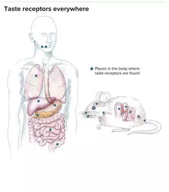 科学家正在研究其他组织中味觉感受器的作用，如肺、睾丸和神经细胞。图源：NICOLLE R。 FULLER/ SAYOSTUDIO