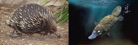  哺乳动物分类（图片来源于网络）