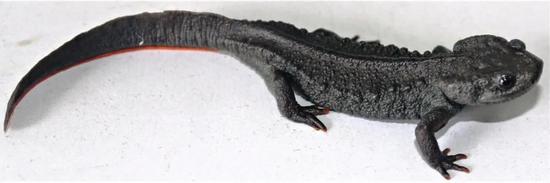 Tylototriton pasmansi