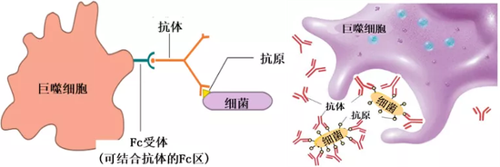抗体的桥连作用（左）及巨噬细胞吞噬（右）