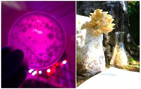 左图是培养皿中的真菌孢子，右图是发育几周后的真菌垫。图片来源：Antoni Gandia