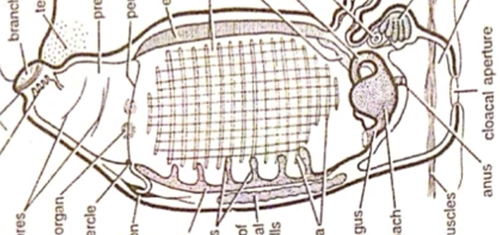 新浪科技综合|十几米长的巨型怪虫吓坏潜水员，一张大嘴堪称海洋版“沙虫”