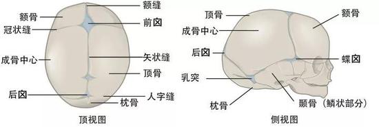 婴儿头骨示意图