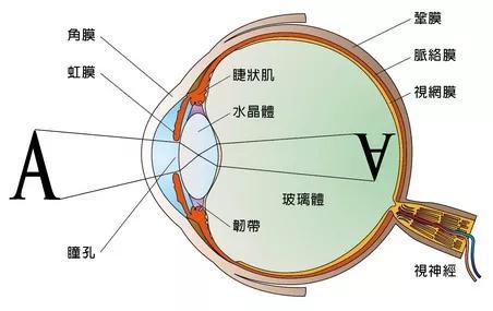 视觉遗像:看图像在眼前凭空消失你的大脑还相信眼见为实?