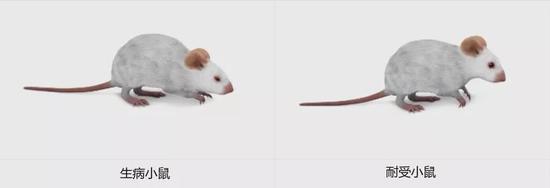 图1：（左）生病小鼠，（右）耐受小鼠