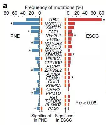 ▲表面正常的食管上皮组织（PNE）和食管鳞状细胞癌（ESCC）的组织中，驱动基因的突变频率有所不同（图片来源：参考资料[1]）