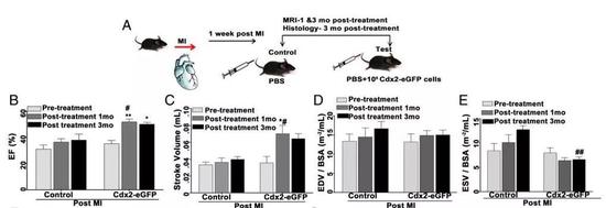 ▲静脉注入Cdx2细胞，可以让心肌梗死的小鼠得到心肌修复（图片来源：PNAS）