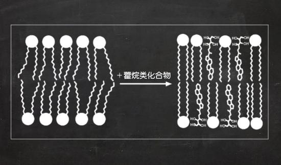 藿烷类化合物在稳定细胞膜方面具有重要作用。| 图片来源：Wikicommons