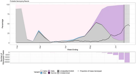 2021年2月-6月21日英国新冠肺炎病例中各变异株所占比例的变化（粉色和紫色区域分别表示阿尔法和德尔塔变异株）。图片来源：英国公共卫生部