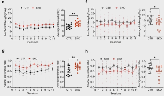 纹状体中棘神经元中Bmal1的存在对小鼠的饮酒行为产生性别差异的影响，抑制雄性小鼠的酒精摄入量和依赖，同时促进雌性小鼠的饮酒行为与依赖