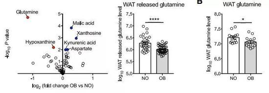  ▲谷氨酰胺是肥胖组与非肥胖组的白色脂肪组织中差异最大的代谢物（图片来源：参考资料[1]）