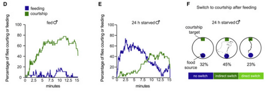 科学探索|同时缺乏性生活和食物 动物们会优先选哪一个？