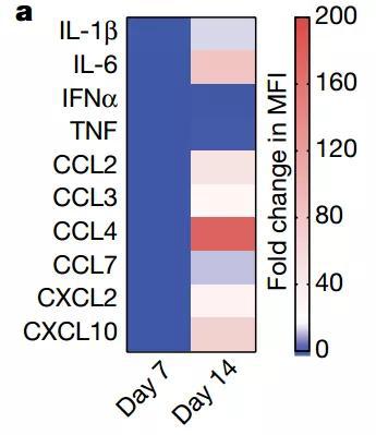 细胞因子的变化显示，有炎症反应