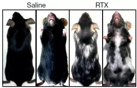 注射盐水（saline）和树脂毒素（RTX）小鼠毛发的对比（真·辣到褪色）