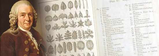  ▲林奈（Carolus Linnaeus），瑞典植物学家和动物学家，被誉为现代分类学之父，他推广双名命名系统沿用至今。（来源：icr.org）