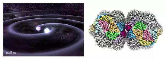 双生病毒病毒粒子结构示意图（图片来自网络）