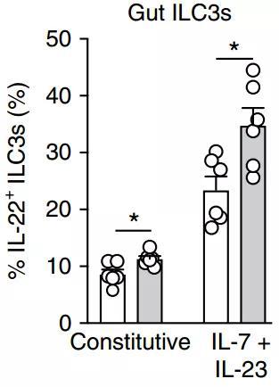  禁食后（白色）小鼠肠道ILC3s中IL-22阳性的比例明显低于自由摄食（灰色）的小鼠