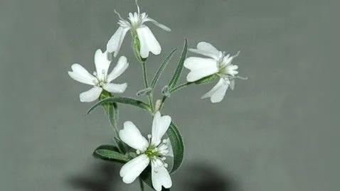 俄科学家用西伯利亚冻土里的种子“复活”的远古植物