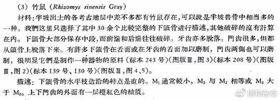 半坡遗址有大量竹鼠骨骼，门齿也被打磨过