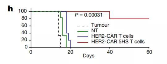  ▲装备了新武器的CAR-T细胞（红色），显著延长了小鼠的生存率（图片来源：《自然》）