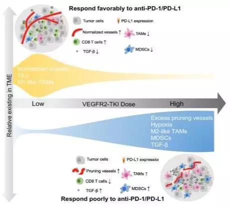  ▲低剂量阿帕替尼可改善肿瘤微环境以利于免疫治疗的示意图（图片来源：Cancer Immunology Research）