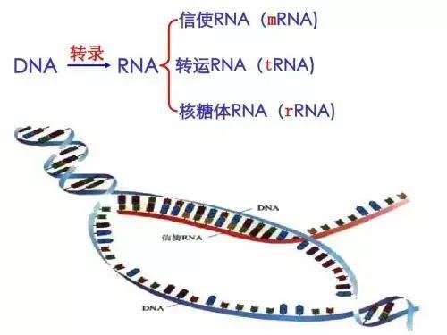一文读懂新冠疫苗研发五大技术路线及应用前景